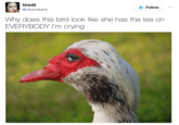 Bird With The Tea tiredt @whomstami Follow Why does this bird look like she has the tea on EVERYBODY I'm crying