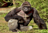 Just good ol' Harambe... with Content Aware Scaling.