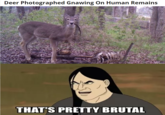 Deer Photographed Gnawing On Human Remains THAT'S PRETTY BRUTAL