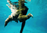 He Swim