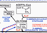 ROTEINSACETYL-CoA GLYCYL CH, RNA PyrP GLYCINE RNA LIGASE 5-AMINOLEVULINAT GLYCINE SYNTHASE CoOHn increased in acu intermittent por 5-AMINO- PyrP LEVULINATE SYNTH