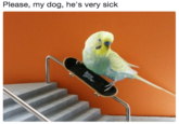 Please, my dog, he's very sick Please, my dog, he's very sick