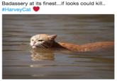 Badassery at its finest...if looks could kill. #HarveyCat