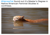 #HarveyCat found out it's Master's Degree in Native American Feminist Studies is worthless.