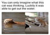 You can only imagine what this cat was thinking. Luckily it was able to get out the water.