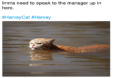 Imma need to speak to the manager up in here #HarveyCat #Harvey