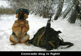 Comrade dog is fight
