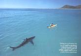 Sitting in a 3.8-metre sea kayak and watching a four-metre great white approach you is a fairly tense experience
