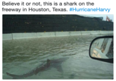 Believe it or not, this is a shark on the freeway in Houston, Texas. #HurricaneHarvy