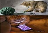 1990 013 Cat cat small to medium sized cats fauna cat like mammal photo caption whiskers