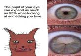The pupil of your eye can expand as mucih as 55% while looking at something you love