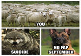 YOU NO FAP SEPTEMBER SUICIDE Dog Sheep dog breed fauna sheep dog breed group photo caption