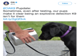 CIA Follow #CIAKY Pupdate Sometimes, even after testing, our pups make it clear being an explosive detection K9 isn't for them bit.ly/2gQf3vk