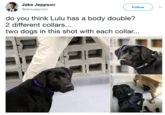 Jake Jeppson ejakeyjeppson Follow do you think Lulu has a body double? 2 different collars... two dogs in this shot with each collar...
