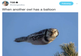 Following @twitersgoodboy When another owl has a balloon