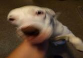 Dog Blur