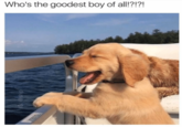 Who's the goodest boy of all!?!?!