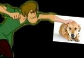 Shaggy, you w----, that's clearly a Labrador Retriever.