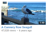 1:48 A Cannery Row Seagull 47,028 views 6 years ago