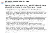 the gorilla channel thing is a joke @pixelatedboat Wow, this extract from Wolff's book is a shocking insight into Trump's mind On his first night in the White House, President Trump complained that the TV in his bedroom was broken, because it didn't have "the gorilla channel". Trump seemed to be under the impression that a TV channel existed that screened nothing but gorilla-based content, 24 hours a dav. To appease Trump, White House staff compiled a number of gorilla documentaries into a makeshift gorilla channel, broadcast nto Trump's bedroom from a hastily-constructed transmission tower on the South Lawn. However, Trump was unhappy with the channel they had created, moaning that it was "boring" because "the gorillas aren't fighting". Staff edited out all the parts of the documentaries where gorillas weren't hitting each other, and at last the president was satisfied. "On some davs he'll watch the gorilla channel for 17 hours straight" an insider told me. "He kneels in front of the TV, with his face about four inches from the screen, and savs encouraging things to the gorillas, like 'the way you hit that other gorilla was good'. I think he thinks the gorillas can hear him."