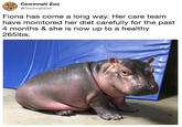 Cincinnati Zoo @CincinnatiZoo Fiona has come a long way. Her care team have monitored her diet carefully for the past 4 months & she is now up to a healthy 265lbs.
