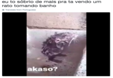 eu to sóbrio de mais pra ta vendo um rato tomando banho Translate from Portuguese akaso?