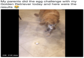 My parents did the egg challenge with my Golden Retriever today and here were the results 0:06 214K views
