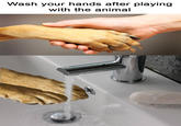 Wash your hands after playing with the animal