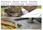 Always wash your hands after touching animals