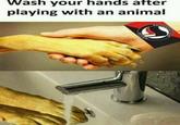 Wash vour hands after playing with an animal