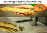 Always remember to wash your hands after playing with animals dankmemesmalayalam