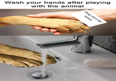 Wash your hands after playing with the animal