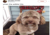 adorable monster @tristanreveur Follow when the edible hits ゴ