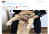 うみ @0102minoru Follow #全日本猫伸ばし協会 (0︶ojあっ チュールで できちゃつた Translate from Japanese