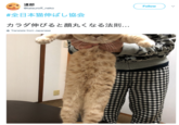 達郎 @tatsuroff_neko Follow #全日本猫伸ばし協会 カラダ伸びると顔丸くなる法則 Translate from Japanese