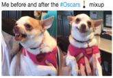 Me before and after the #Oscars·mixup Il 12 LILY LU