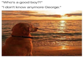"Who's a good boy?!" "I don't know anymore George."