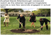 hushed David Attenborough voiceover] watch as the siberian tangerine troglodyte spends a rare few seconds engaged in actual labor
