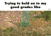 Trying to hold on to my good grades like memes