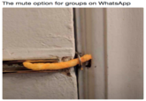 The mute option for groups on WhatsApp