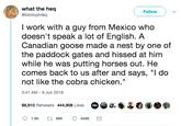 what the heq @bibliophileq Follow I work with a guy from Mexico who doesn't speak a lot of English. A Canadian goose made a nest by one of the paddock gates and hissed at him while he was putting horses out. He comes back to us after and says, "I do not like the cobra chicken. 3:41 AM -9 Jun 2018 98,910 Retweets 444906 Likese