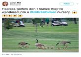 Janet Hill @Saskajanet Follow Hapless golfers don't realize they've wandered into a #CobraChicken nursery. 6:41 PM 10 Jun 2018