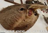 imma pee in ur ass