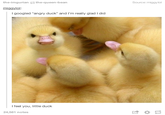 Meme of someone who googled the term Angry Duck and was not disappointed at all. That adorable little duck looks angry AF