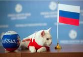 Russian Cat