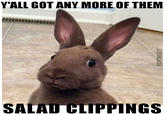 Meme made out of rabbit photo on a "listicle":/memes/listicles of "Ebaumsword":http://www.ebaumsworld.com using the old-school "impact font":/memes/impact to the caption.