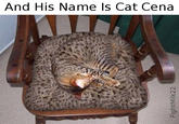 Meme of a "cat":/memes/cultures/cats that is practically invisible on that chair, as would most likely be if it was "John Cena's":/memes/people/john-cena Cat, with the caption implying as such.
