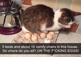 5 beds and about 10 comfy chairs in this house So where do you sit? ON THE F*CKING EGGS!