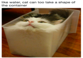 like water, cat can too take a shape of the container