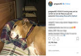 gregpaul63 . Follow gregpaul63 VEGAS IS snoring away and as content as can be! Rescue pups are awesome! #rescuedog #rescuefirst #pitbull 23,746 likes JUNE 13, 2017 Add a comment...